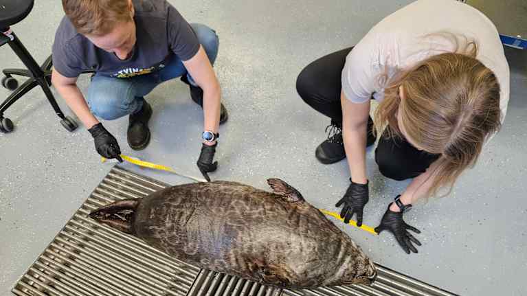 Kaksi ihmistä mittaa lattialla makaavaa kuollutta norppaa.