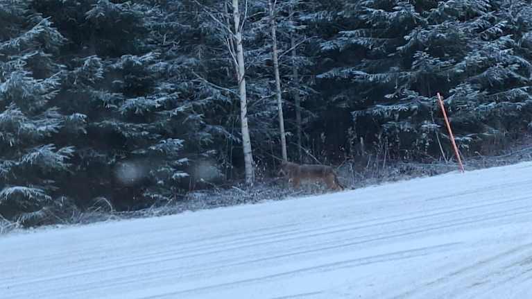 Susi kävelee tien laidassa metsää kohti.