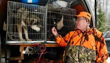 Sutta saisi metsästää jo ensi vuonna – metsästäjät kiittävät | Kotimaa