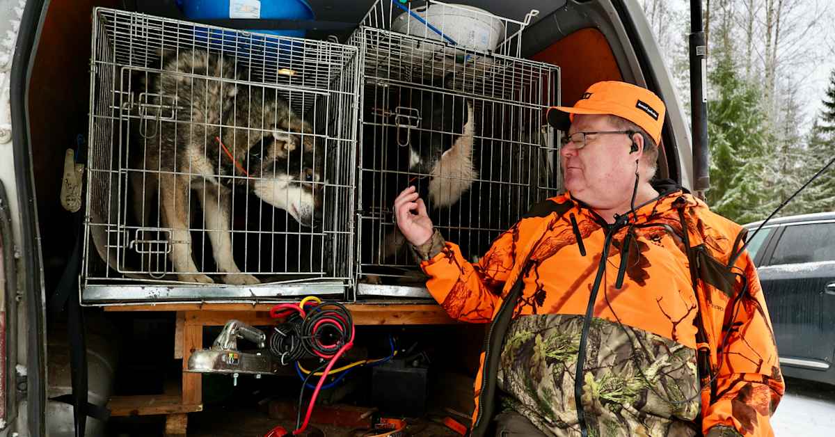Sutta saisi metsästää jo ensi vuonna – metsästäjät kiittävät | Kotimaa