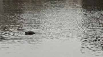 Hylkeen pää näkyy vedestä.