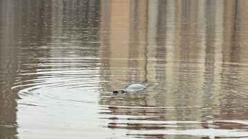 Hylkeen pää näkyy vedestä.