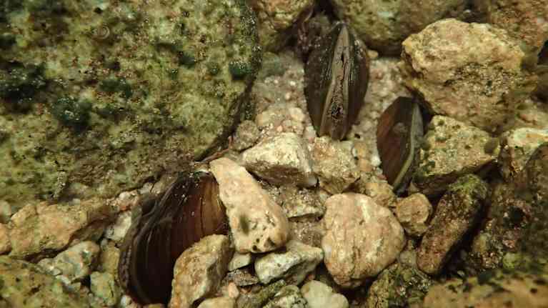 Jokihelmisimpukoita eli raakkuja kivisen joenpohjan seassa.