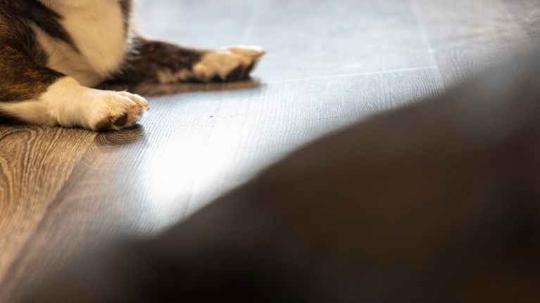 Kuvan vasemmassa laidassa makaavan koiran etutassut, etuallal tummaa varjoa.