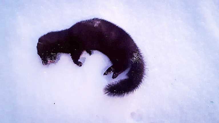 Kuollut minkki maassa. Kuvattu Rovaniemen Narkauksen kylässä tiistaina 25.11.2025.