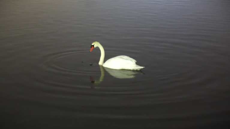 Yksinäinen joutsen uiskentelee illalla Töölönlahdella. 