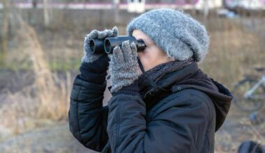 Joutsenet pysäyttelevät junia Helsingissä, koska niiden tavallinen kulkureitti on tukossa | Uusimaa