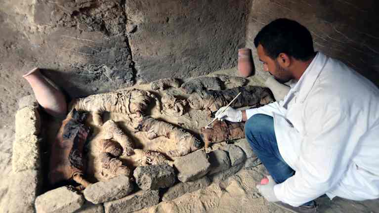 Arkeologi työskentelee muumioitujen kissojen parissa.