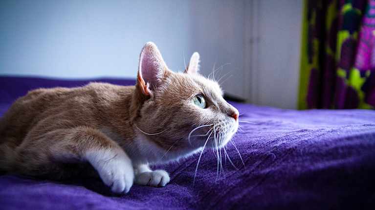 Kissa aurinkoisella sängyllä.