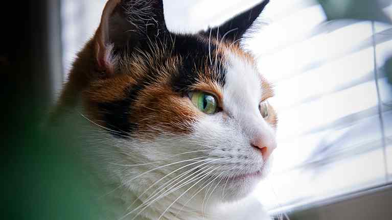 Kissa katselee ikkunasta ulos, ympärillään vihreitä kasvinlehtiä.