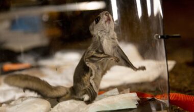 Liito-oravat yllättivät Espoossa – asiantuntija näyttää, kuinka ihmeellisissä paikoissa laji voi elää | Kotimaa