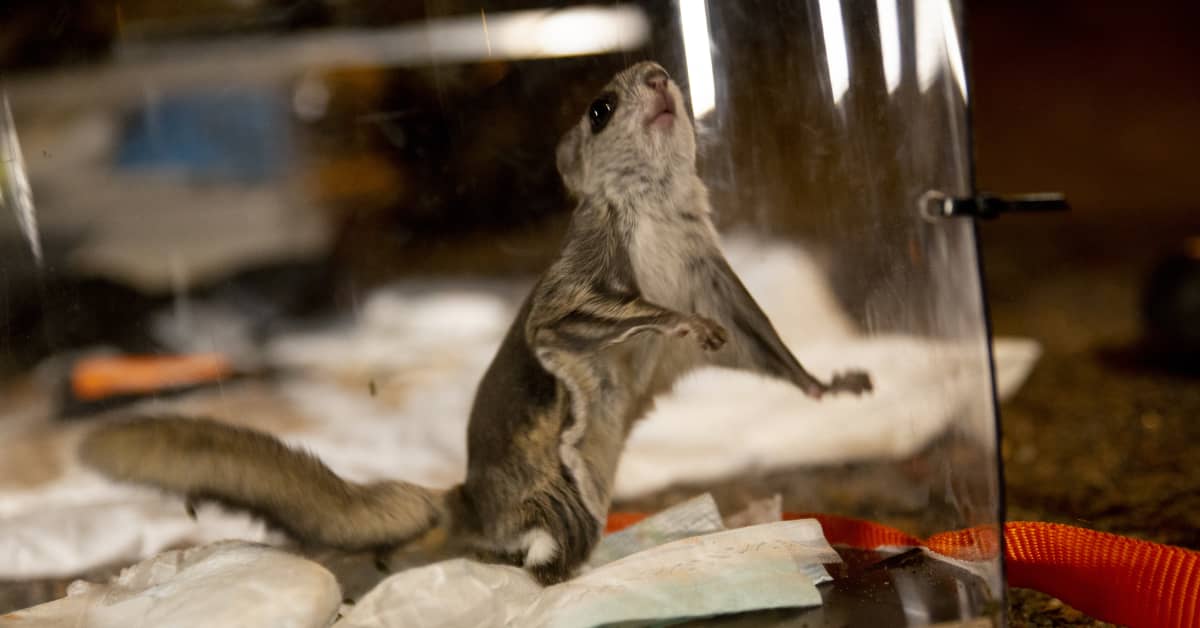 Liito-oravat yllättivät Espoossa – asiantuntija näyttää, kuinka ihmeellisissä paikoissa laji voi elää | Kotimaa