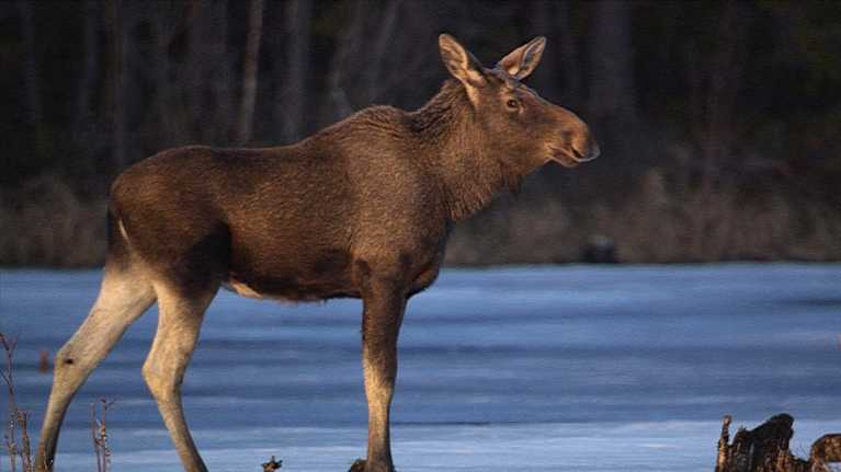 en älg står vid vattenbrynet i soluppgången