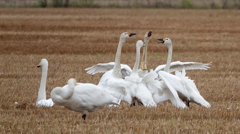 Joutsenia pellolla Lappeenrannan Joutsenossa