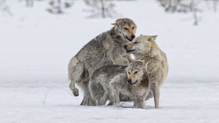 kaksi pentua ja alfauros.