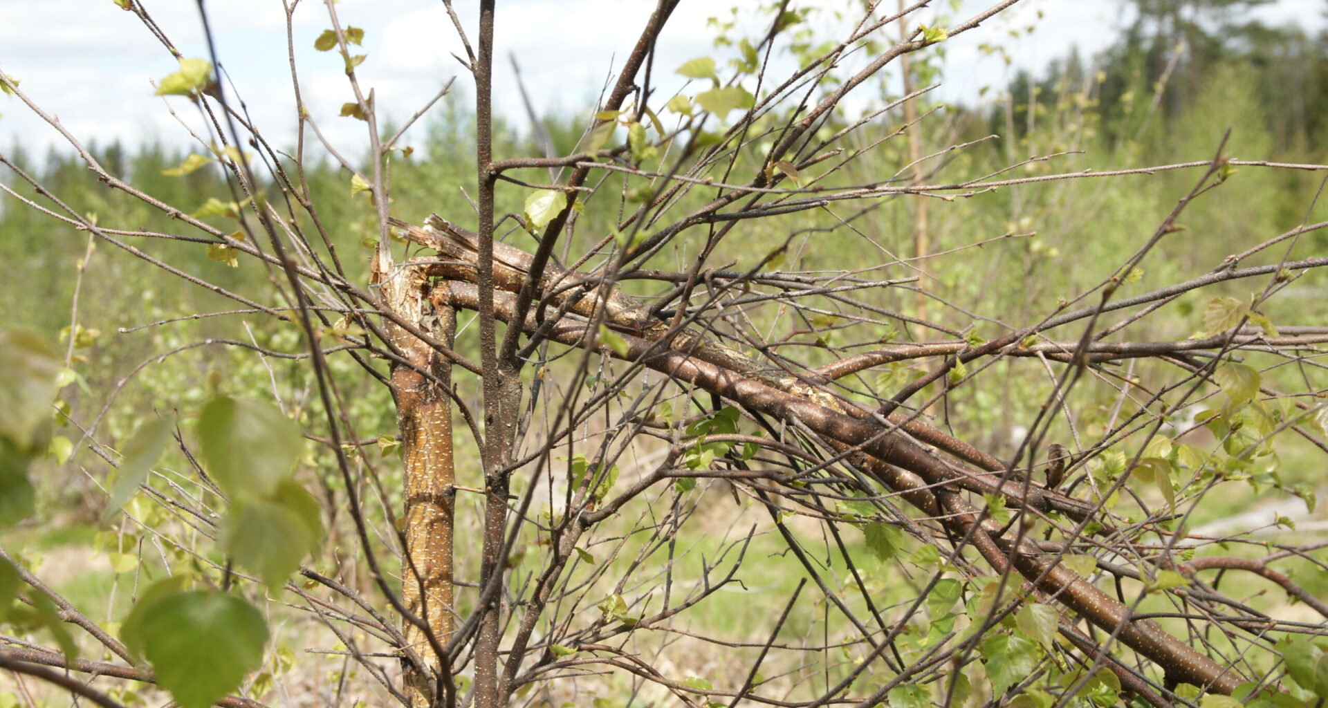 Riikilä | Kuka kerää hillot, kun hirvi syö taimet