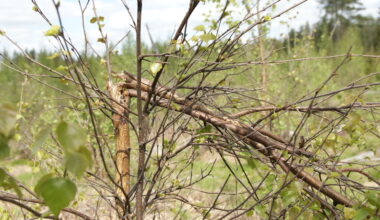 Riikilä | Kuka kerää hillot, kun hirvi syö taimet