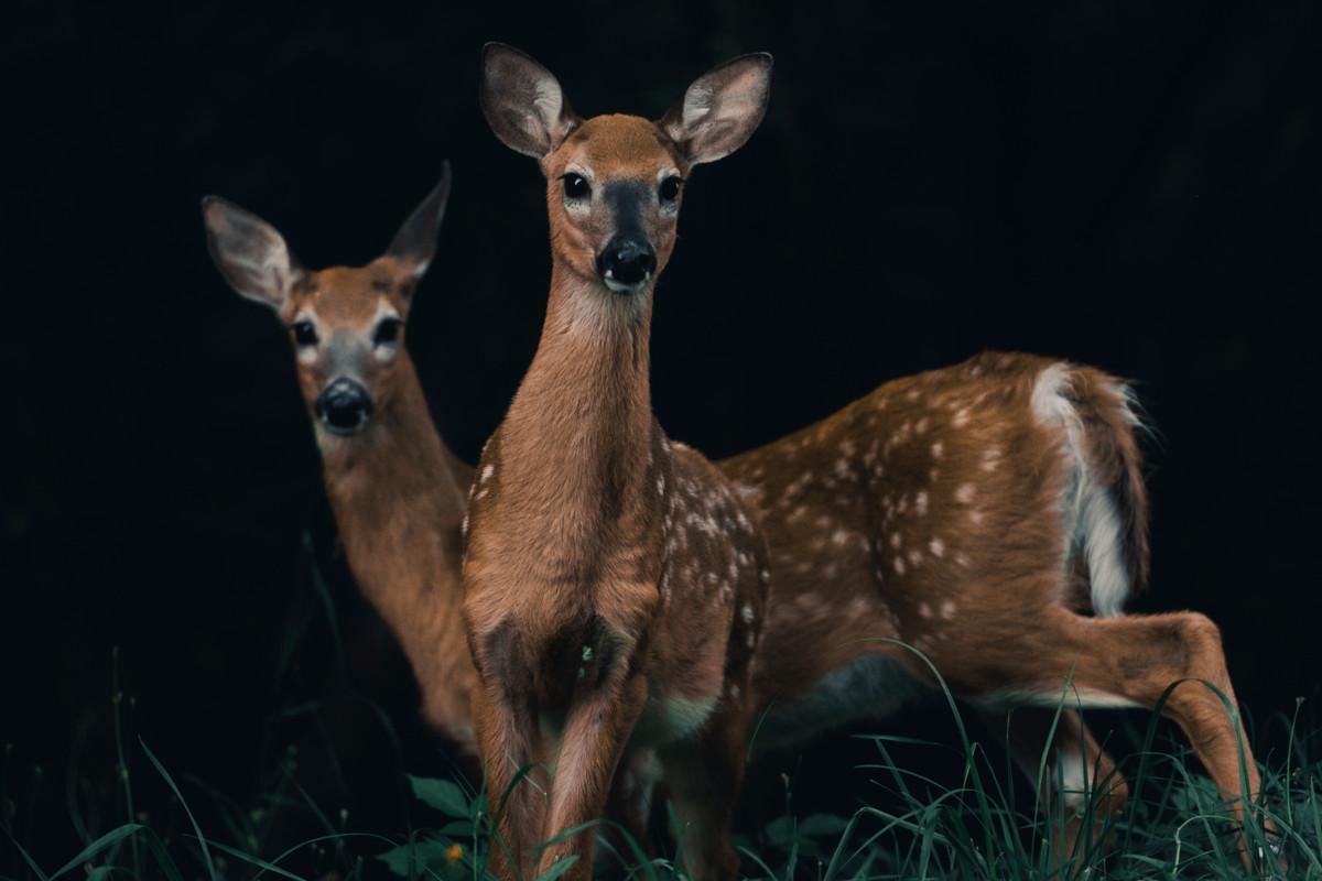 Kunnianpalautus kauriille – Helsingin metsien suurin villieläin ei ole vihollinen vaan naapuri