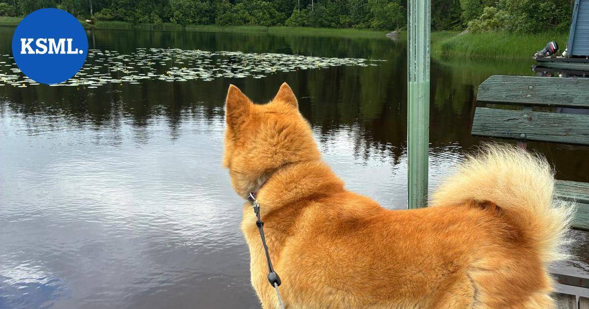 Susi vei koiran kotiovelta Virroilla – kuva ei herkille | Keski-Suomi