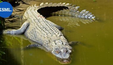 Hämmästyttävä löytö Australiassa – tämä muinainen krokotiili kiipesi puuhun ja pudottautui saaliin niskaan | Uutissuomalainen