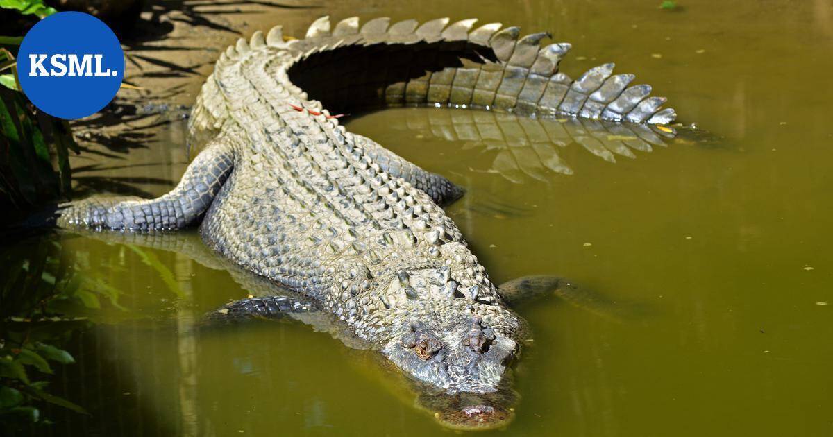 Hämmästyttävä löytö Australiassa – tämä muinainen krokotiili kiipesi puuhun ja pudottautui saaliin niskaan | Uutissuomalainen