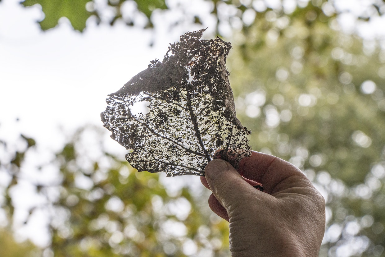 Pitsiksi lahonneet lehdet ovat upeita. Niistä syntyy vaikkapa kransseja.