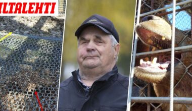 Karhumies Sulo Karjalaiselle tuomio eläinten karusta kohtelusta