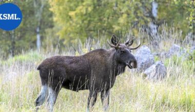 Hirvikolari Nelostiellä Uuraisilla – poliisi jäljestämään eläintä | Keski-Suomi