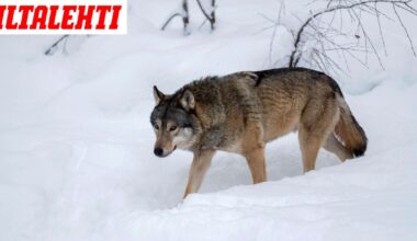 Sadalle sudelle haetaan tappolupaa – Katso paikkakunnat ja perusteet - Iltalehti