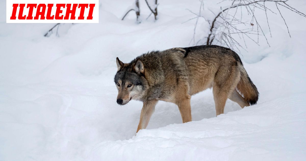 Sadalle sudelle haetaan tappolupaa – Katso paikkakunnat ja perusteet - Iltalehti