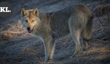 Susi tappoi hirvikoiran torstaina Elimäellä | Paikalliset