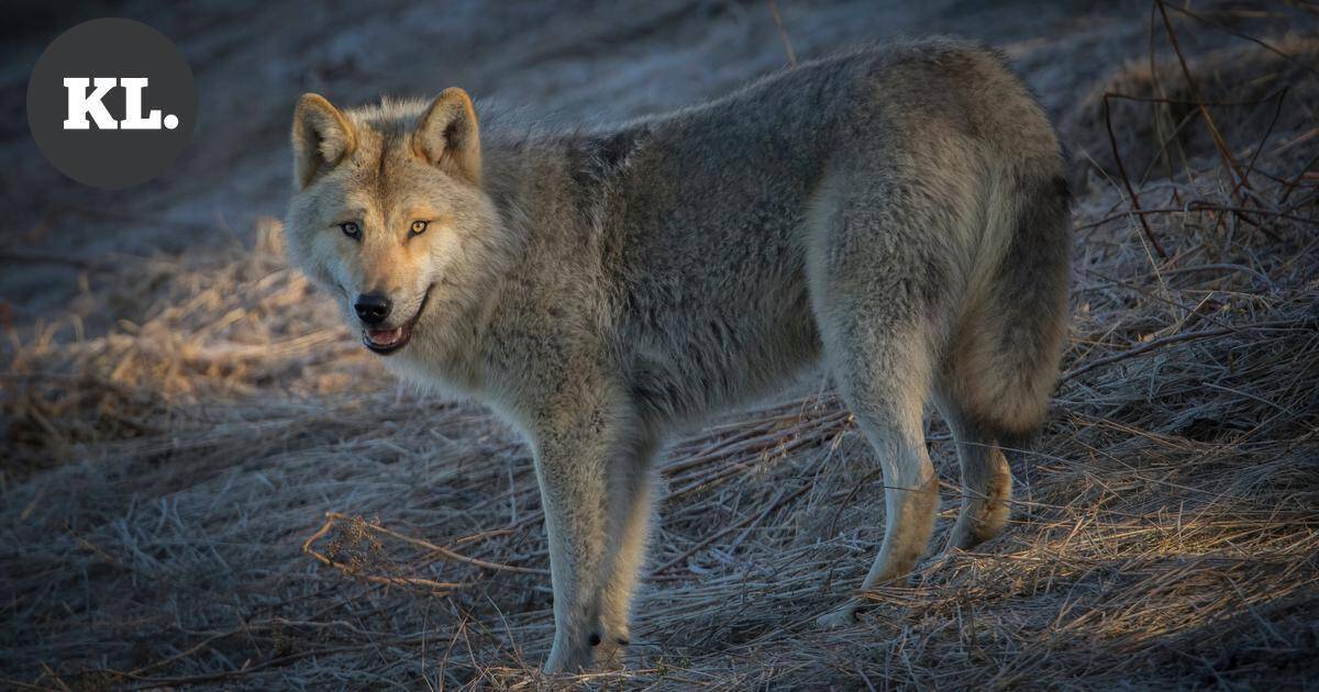 Susi tappoi hirvikoiran torstaina Elimäellä | Paikalliset