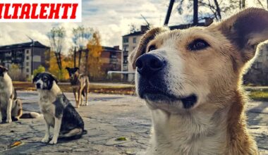 Tšernobylista löytyi sinisiä koiria – Onko tässä selitys?