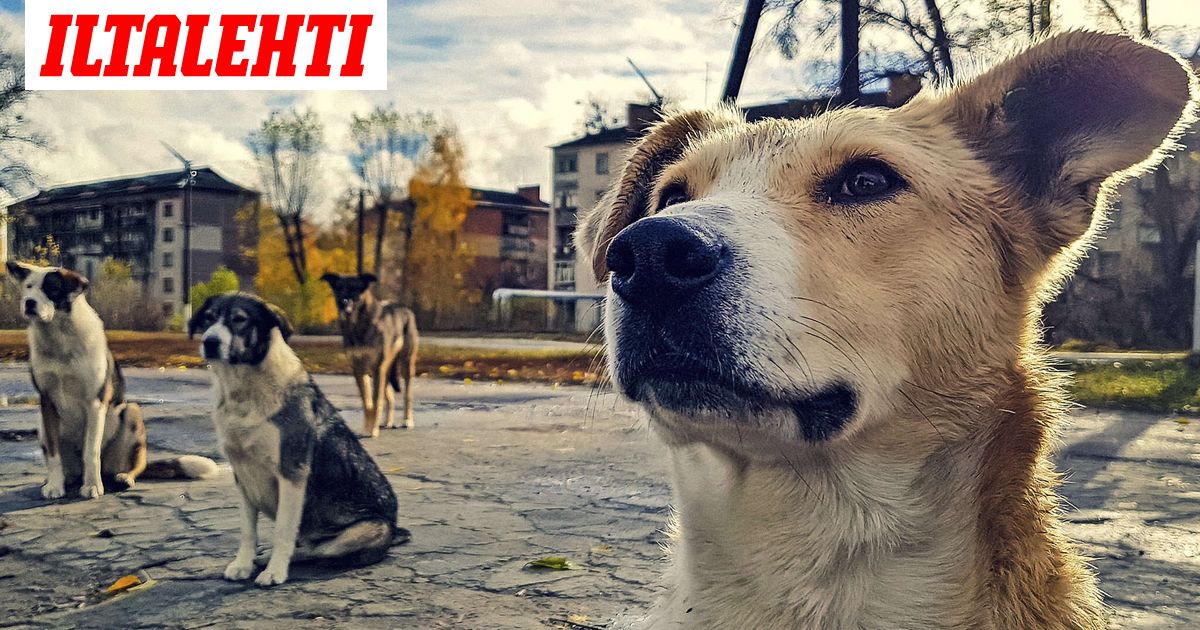 Tšernobylista löytyi sinisiä koiria – Onko tässä selitys?