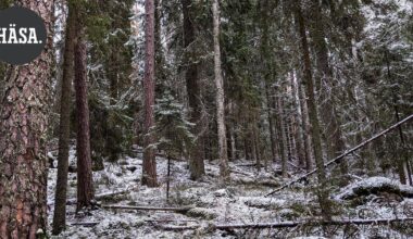 Mielipide | Ilmastoisovanhemmat: Evon luonto on säilytettävä tuleville sukupolville | Pääkirjoitus & mielipide