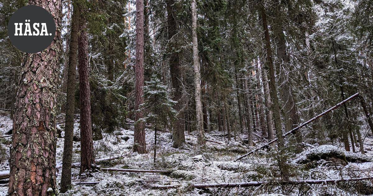 Mielipide | Ilmastoisovanhemmat: Evon luonto on säilytettävä tuleville sukupolville | Pääkirjoitus & mielipide