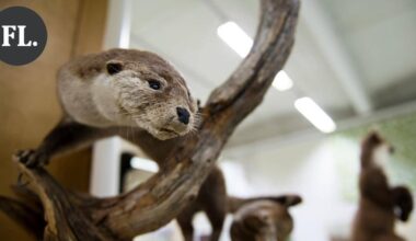 Mielipide | Luontomuseo kasvattaa juuret, jotka kantavat tulevaisuuteen | Pääkirjoitus & mielipide