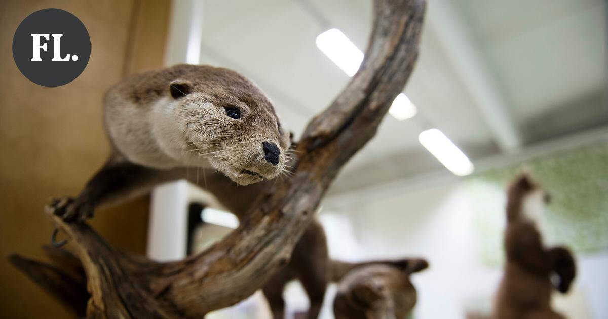 Mielipide | Luontomuseo kasvattaa juuret, jotka kantavat tulevaisuuteen | Pääkirjoitus & mielipide