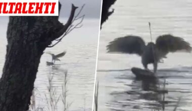 Valtava lintu iski syöttiin keskellä päivää – Riehui mökkirannassa lähes minuutin