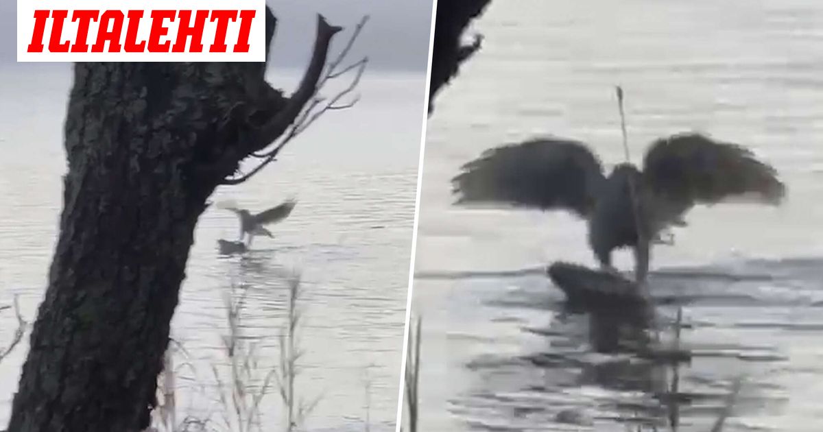 Valtava lintu iski syöttiin keskellä päivää – Riehui mökkirannassa lähes minuutin