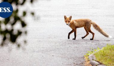 Poliisi lopetti kapisen ketun Lahdessa – kapihavaintoja tavallista vähemmän - Etelä-Suomen Sanomat