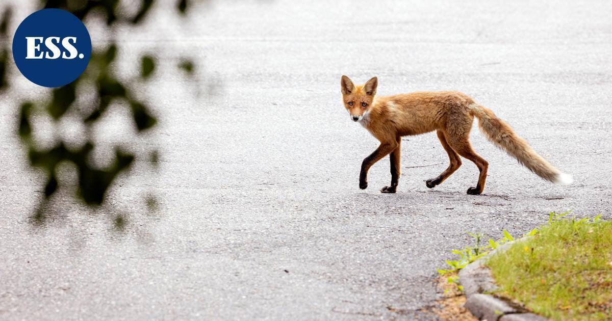 Poliisi lopetti kapisen ketun Lahdessa – kapihavaintoja tavallista vähemmän - Etelä-Suomen Sanomat