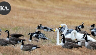 Lintuinfluenssa iski Virolahden joutseniin – Kiiskijärveltä löytyi 14 kuollutta tai sairasta joutsenta - Kaakonkulma