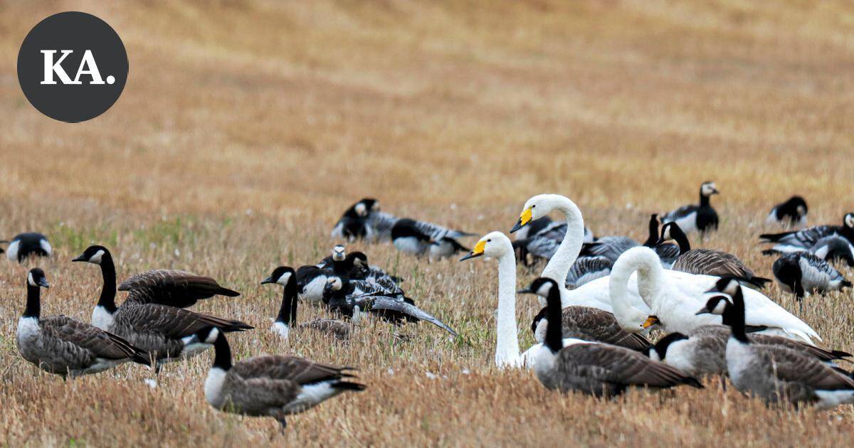 Lintuinfluenssa iski Virolahden joutseniin – Kiiskijärveltä löytyi 14 kuollutta tai sairasta joutsenta - Kaakonkulma