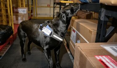 Kiinalaisen etämyynnin kasvu haastaa viranomaisia – kuluttajan vastuu korostuu Black Fridayna