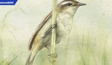 Arkkitehti pääsi suunnittelemaan luonto-opasteita – ”Tämä on sen verran mielihommaa, että varmasti teen, jos vain tilataan.”