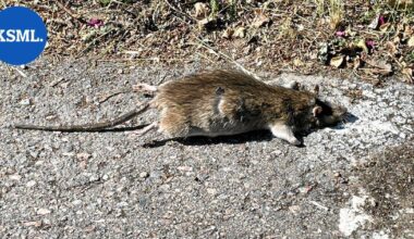 Päiväkodin ruoasta paljastui karmea yllätys | Uutissuomalainen