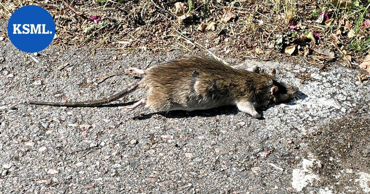 Päiväkodin ruoasta paljastui karmea yllätys | Uutissuomalainen