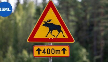 Keski-Suomessa on nyt liikkeellä paljon hirviä, viikonloppuna seitsemän onnettomuutta | Keski-Suomi