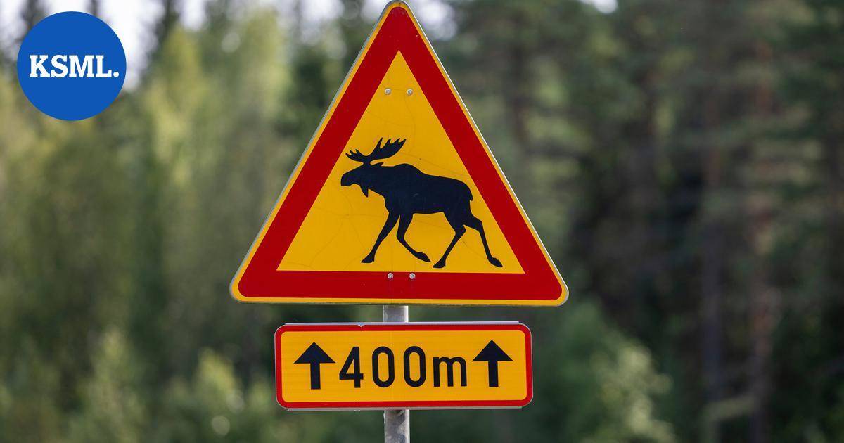 Keski-Suomessa on nyt liikkeellä paljon hirviä, viikonloppuna seitsemän onnettomuutta | Keski-Suomi